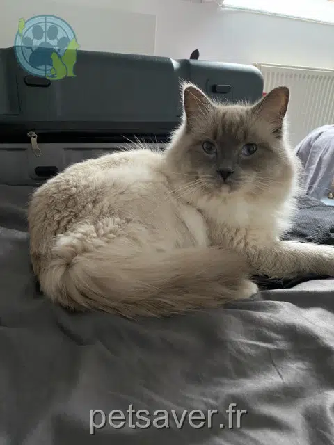 cat lost   53810 Changé Socrate
