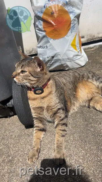 chat lost   53000 Laval Sunny