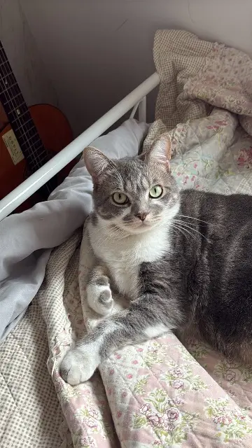 chat lost   53000 Laval Uriel