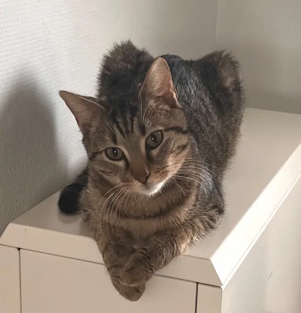 chat lost   53500 Ernée Virgule