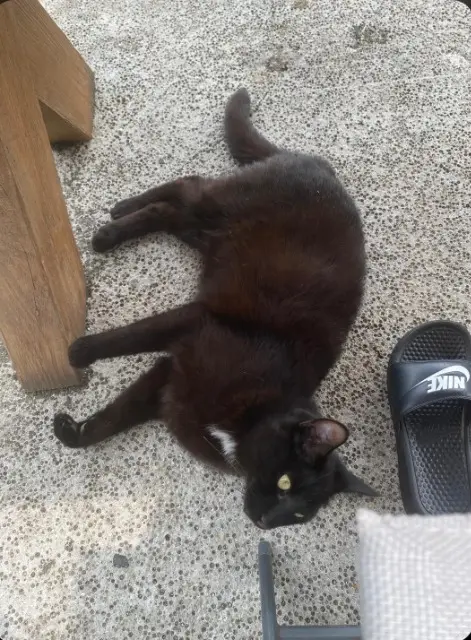 chat lost   53220 Larchamp Ycare