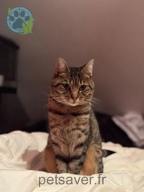 chat lost   53940 Le Genest-Saint-Isle Yuko