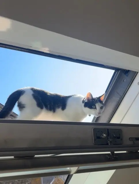 chat lost   53970 L'Huisserie Zorro