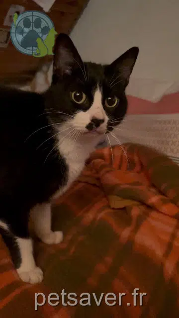chat lost 53700 Saint-Germain-de-Coulamer Zorro