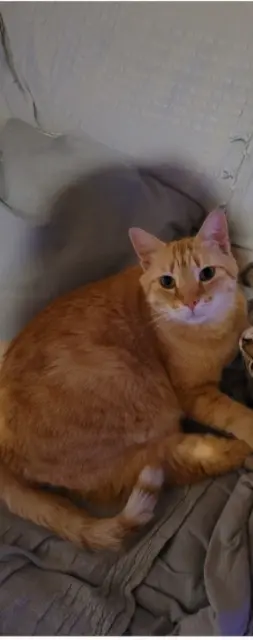 chat lost   54490 Joudreville Alvinn