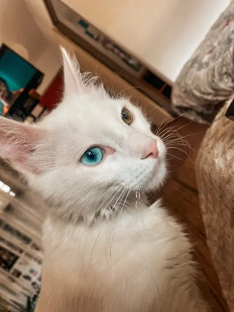 chat lost   54116 Tantonville Asta