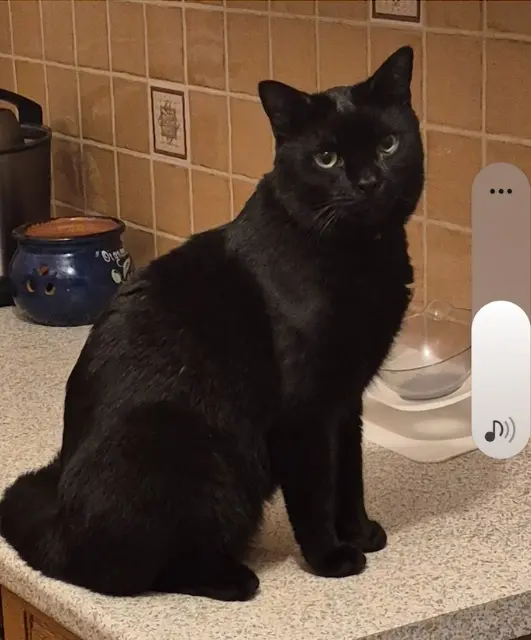 chat lost   54860 Haucourt-Moulaine Bandit