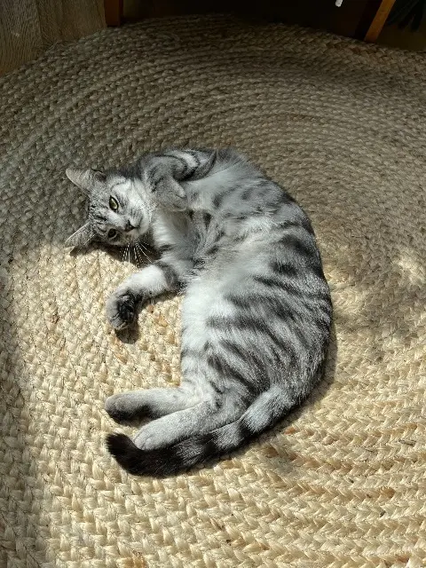 chat lost   54500 Vandœuvre-lès-Nancy Barnabé