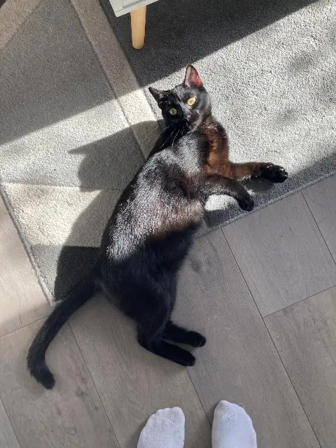 cat lost 54300 Lunéville Berlioz cat lost 54300 Lunéville Berlioz