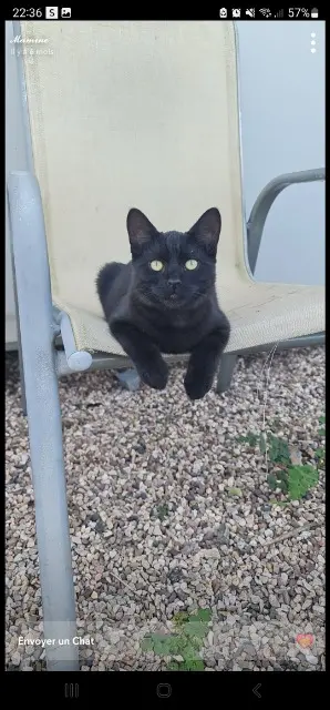 chat lost   54840 Bois-de-Haye Raja