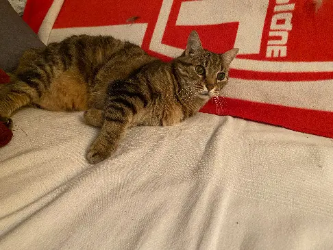 Chat Perdu 54 Meurthe-et-Moselle Bois-de-Haye - Milo Chat Perdu 54 Meurthe-et-Moselle Bois-de-Haye - Milo