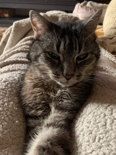 chat lost   54130 Saint-Max Bonhomme