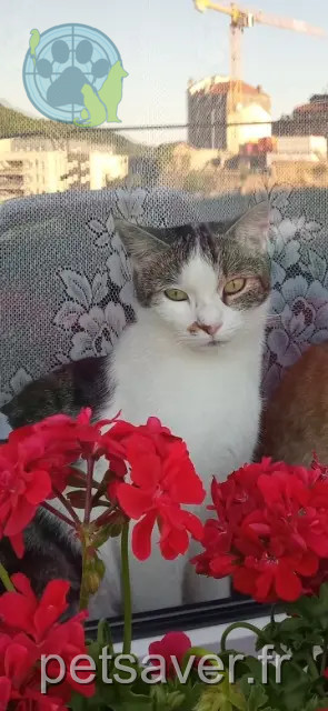 cat lost 54430 Réhon Booba cat lost 54430 Réhon Booba