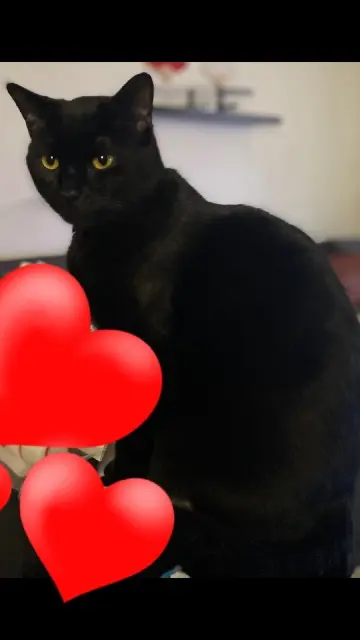 chat lost   54430 Réhon Bouboule