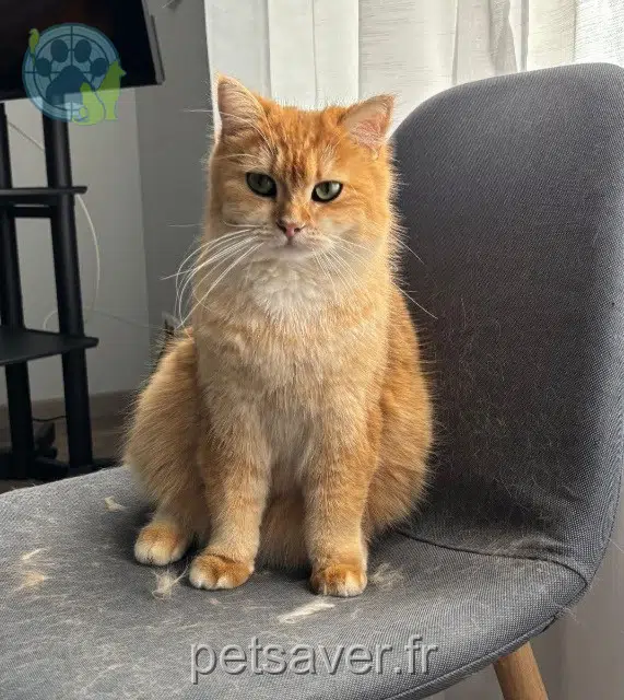 chat lost 54110 Rosières-aux-Salines Bucky