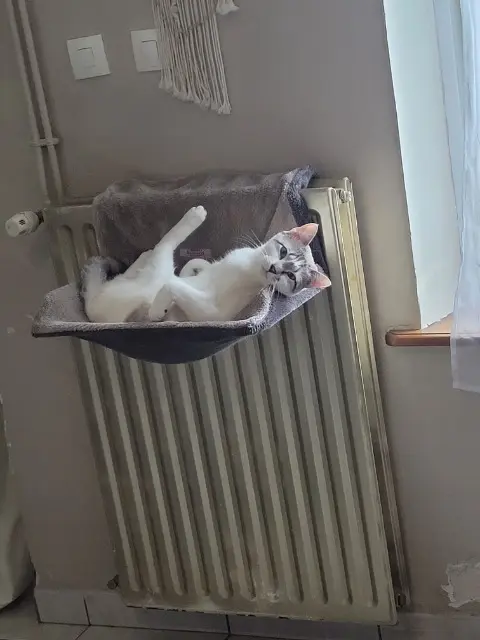 chat lost   54240 Jœuf Chapitre