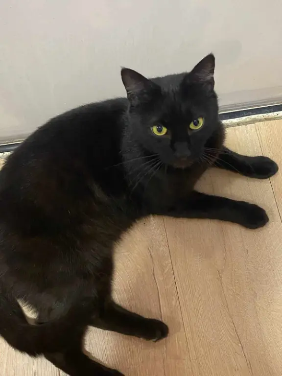 Chat Perdu 54 Meurthe-et-Moselle - Choupa Chat Perdu 54 Meurthe-et-Moselle - Choupa