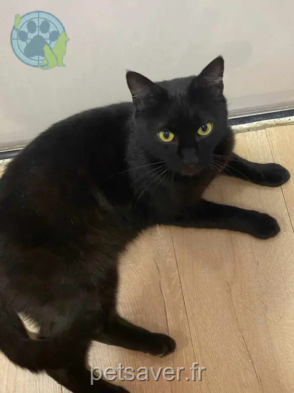 Chat Perdu 54 Meurthe-et-Moselle - Choupa Chat Perdu 54 Meurthe-et-Moselle - Choupa