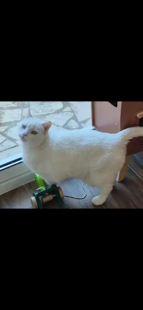 chat lost   54520 Laxou Clint