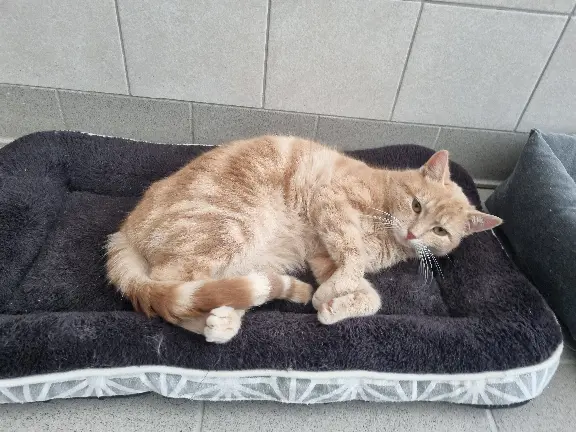 Chat Perdu 54 Meurthe-et-Moselle - Croquette Chat Perdu 54 Meurthe-et-Moselle - Croquette