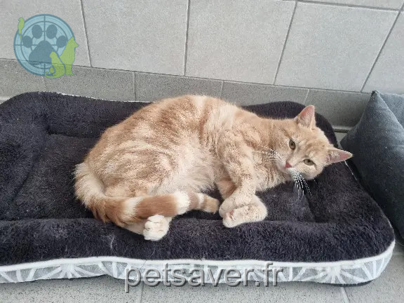 Chat Perdu 54 Meurthe-et-Moselle - Croquette Chat Perdu 54 Meurthe-et-Moselle - Croquette