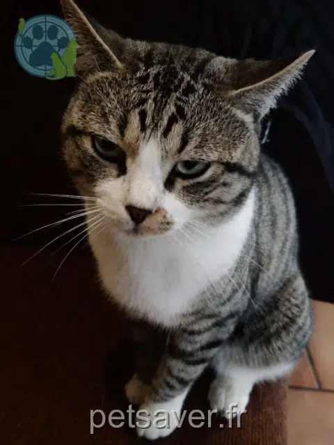 gato perdido 54540 Montigny Dingo gato lost 54540 Montigny Dingo