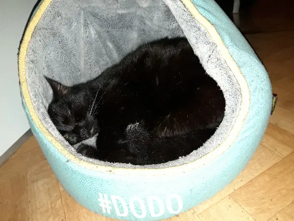 Chat Perdu 54 Meurthe-et-Moselle - Dusty Chat Perdu 54 Meurthe-et-Moselle - Dusty