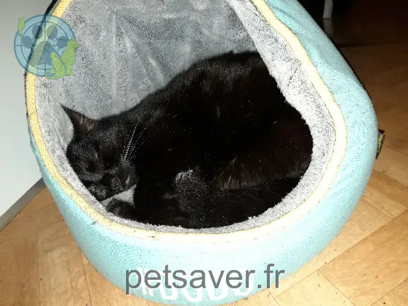 Chat Perdu 54 Meurthe-et-Moselle - Dusty Chat Perdu 54 Meurthe-et-Moselle - Dusty
