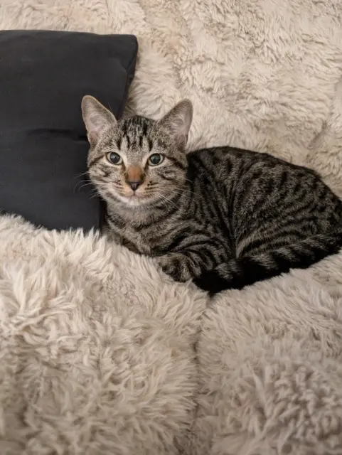 chat lost   54300 Chanteheux Ekko