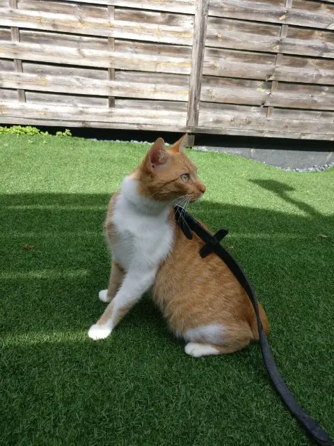 chat lost   54200 Toul Espoir