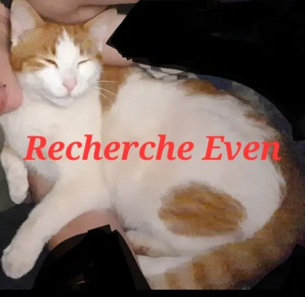 chat lost   54920 Morfontaine Even
