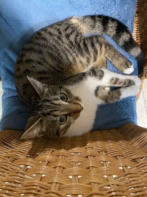 chat lost   54330 Houdelmont Femix