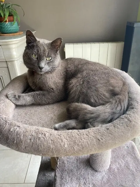 chat lost   54800 Conflans-en-Jarnisy FILOU