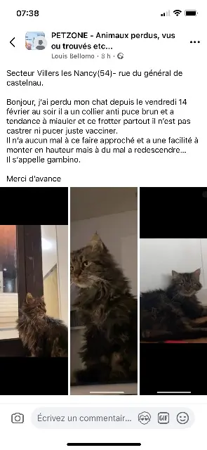 gato perdido 54600 Villers-lès-Nancy Gambino gato lost 54600 Villers-lès-Nancy Gambino