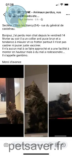 chat perdu 54600 Villers-lès-Nancy Gambino chat lost 54600 Villers-lès-Nancy Gambino