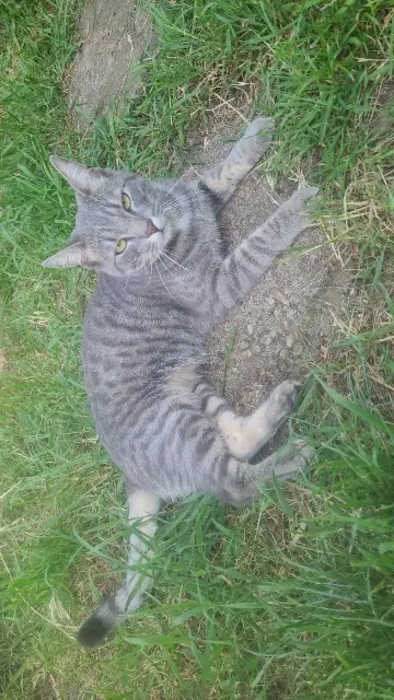 chat lost   54220 Malzéville Gyu