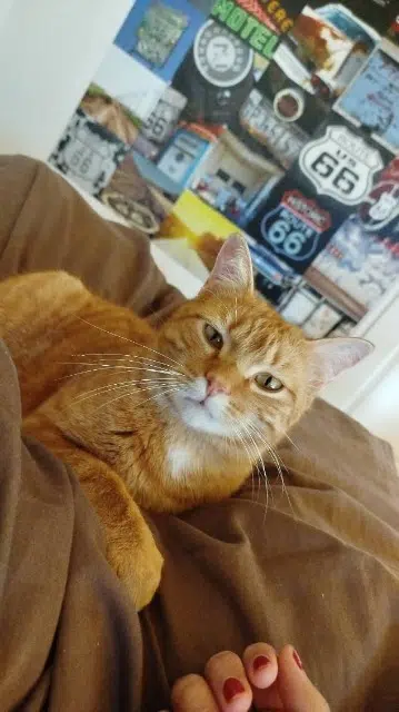 gato perdido 54740 Haroué Gérardgénial gato lost 54740 Haroué Gérardgénial