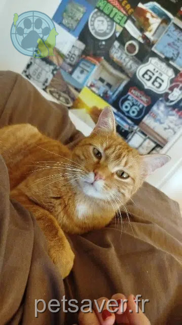 kater vermist 54740 Haroué Gérardgénial kater lost 54740 Haroué Gérardgénial