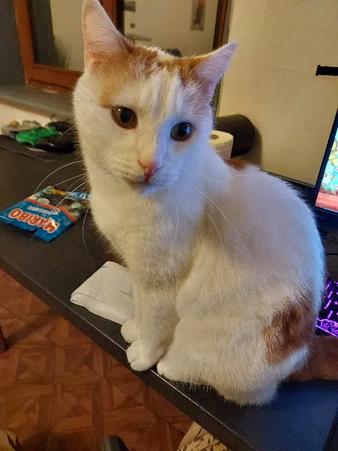 chat lost   54630 Richardménil Haku