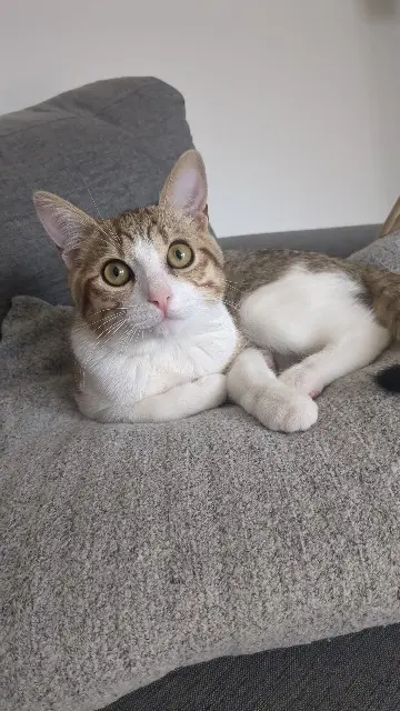 chat lost   54600 Villers-lès-Nancy Helios