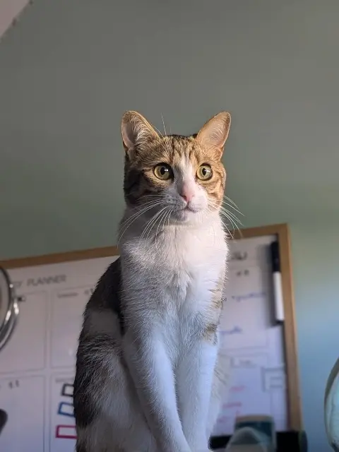 chat lost   54600 Villers-lès-Nancy Hélios