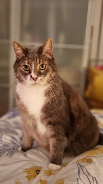 kater vermist 54300 Lunéville Kebab kater lost 54300 Lunéville Kebab