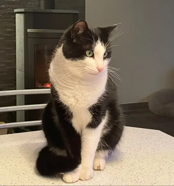 chat lost   54425 Pulnoy Kiri