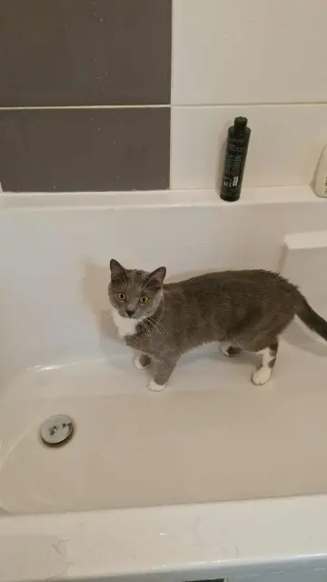 chat lost   54380 Dieulouard Koala