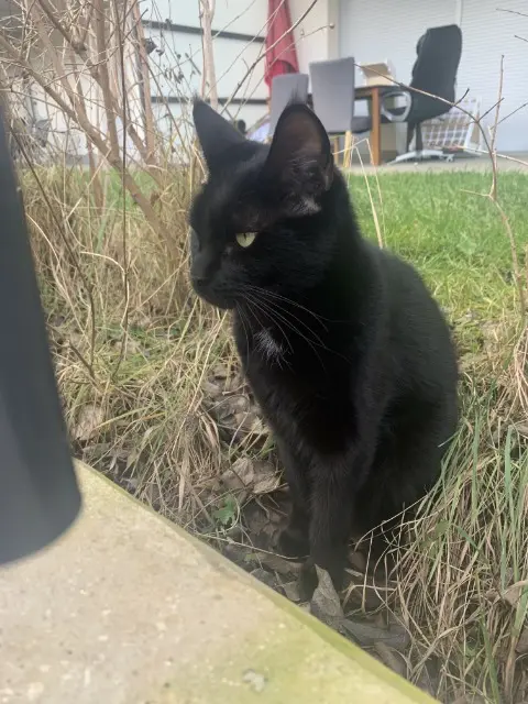 chat lost   54520 Laxou KURO