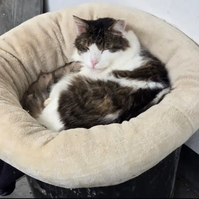 chat lost   54180 Heillecourt Lotus