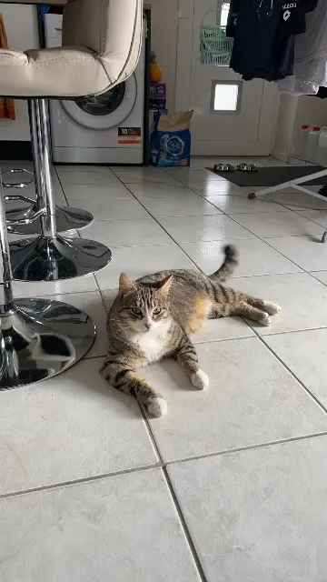 chat lost   54300 Vitrimont Loulou