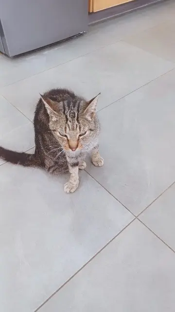 chat lost   54760 Leyr Lucien