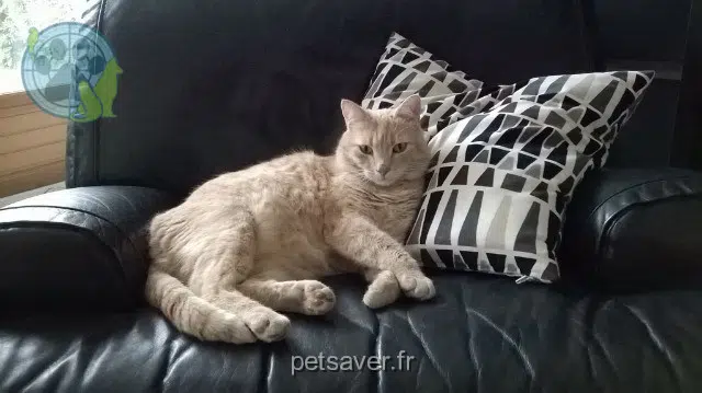 kater lost 54280 Seichamps Lutti