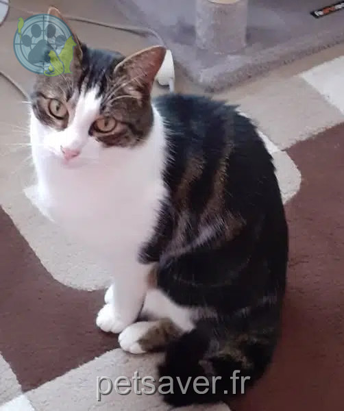 kater vermist 54520 Laxou Mallow kater lost 54520 Laxou Mallow